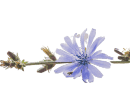 Chicory Flower